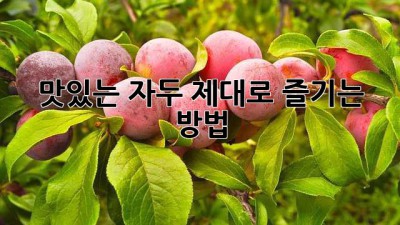맛있는 자두, 제대로 즐기는 방법!
